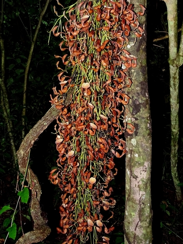 Aristolochia maxima, photograph 4