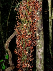 Aristolochia maxima, photograph Elkin Meriño Florez, CC BY, iNaturalist via GBIF