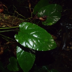 Aristolochia maxima, photograph Elkin Meriño Florez, CC BY, iNaturalist via GBIF