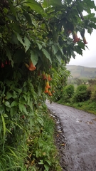 Brugmansia sanguinea