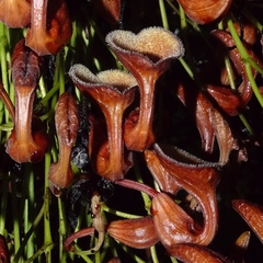 Aristolochia maxima, photograph Elkin Meriño Florez, CC BY, iNaturalist via GBIF