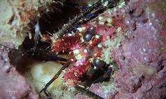 Panulirus marginatus