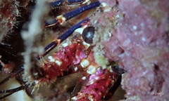 Panulirus marginatus