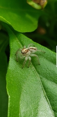 Megafreya sutrix