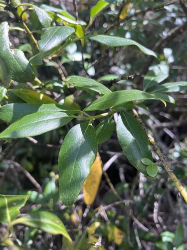 Cuachichic (Garrya laurifolia)