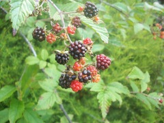 Rubus pinnatus