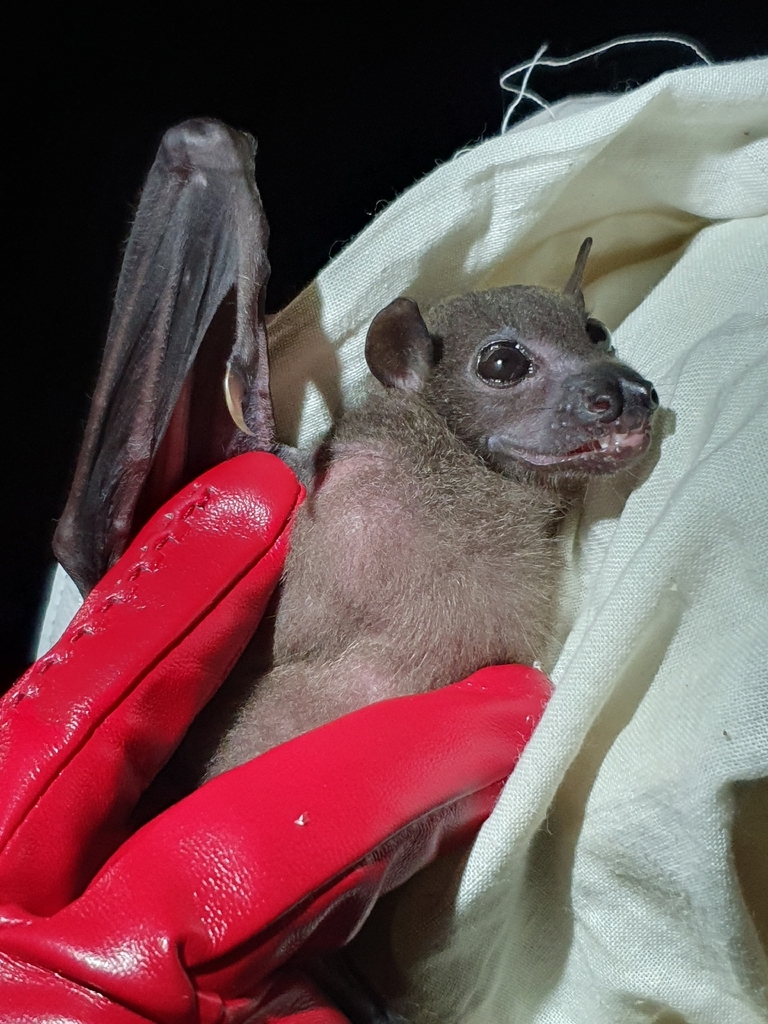 Solomons Naked-Backed Fruit Bat