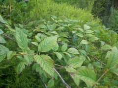 Rubus pinnatus
