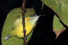 Arachnothera longirostra