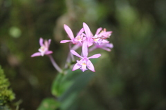 Epidendrum centropetalum
