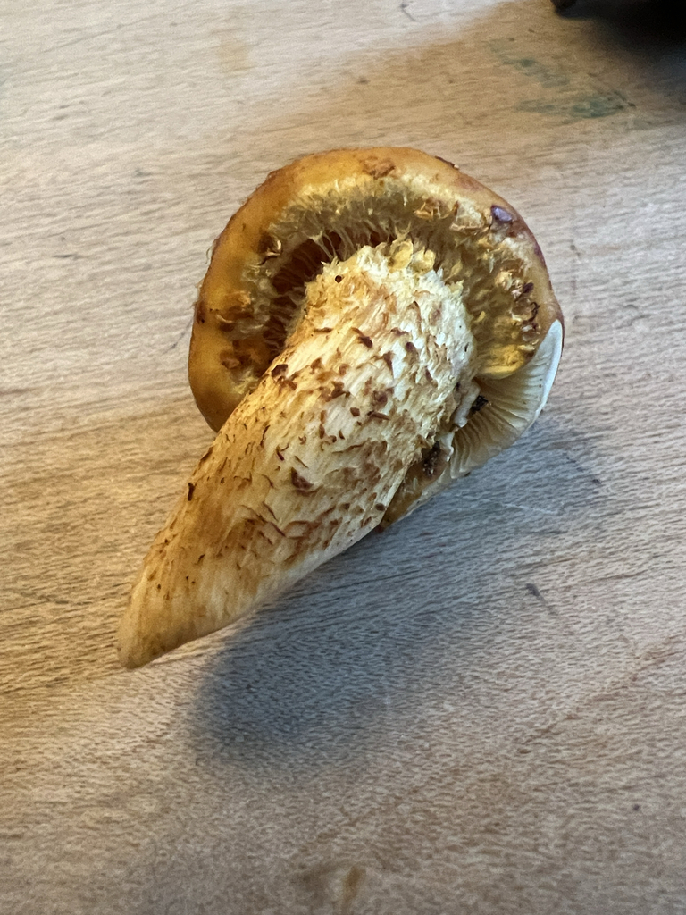 Golden Pholiota