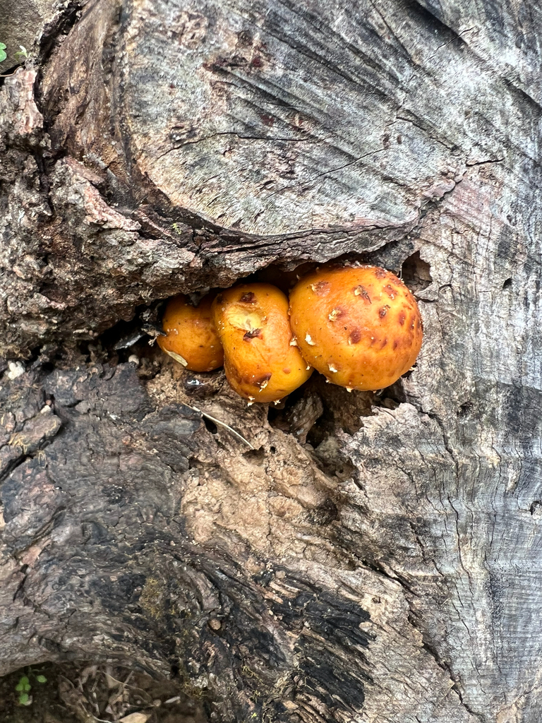 Golden Pholiota