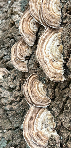 Gilled Polypore