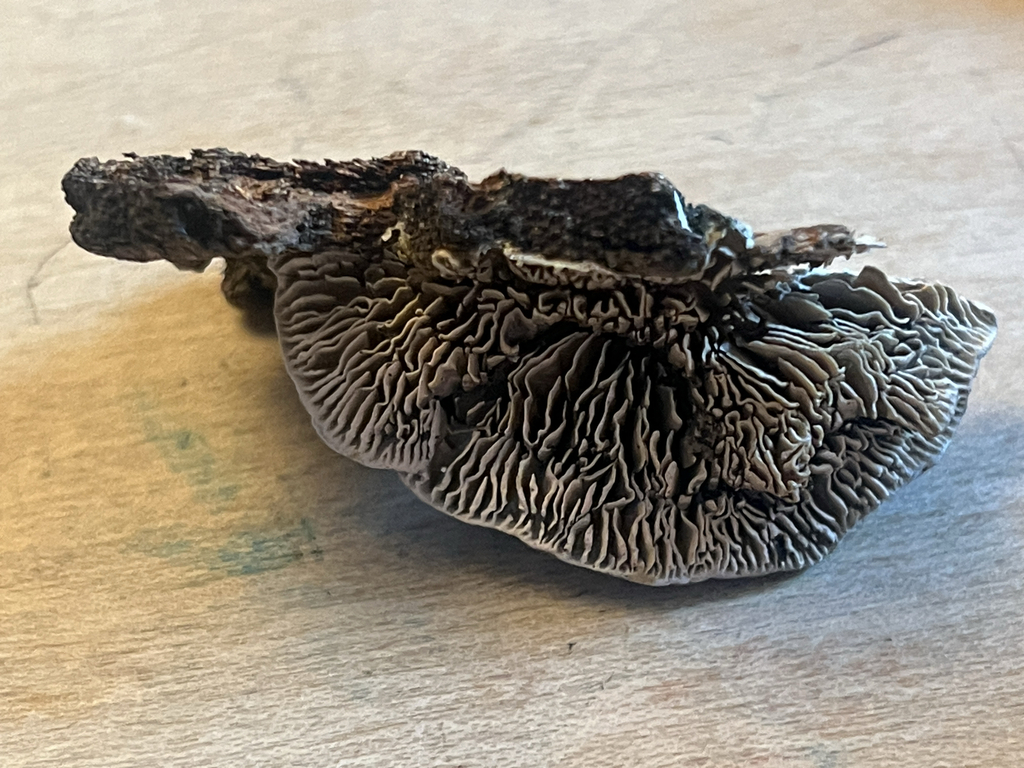 Gilled Polypore