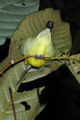 Arachnothera longirostra