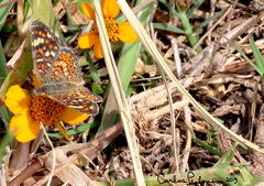 Phyciodes pallescens