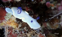 Ardeadoris scottjohnsoni