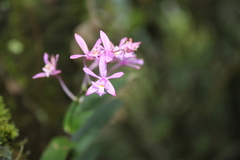 Epidendrum centropetalum