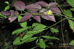 Arachnothera longirostra