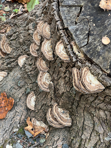 Gilled Polypore
