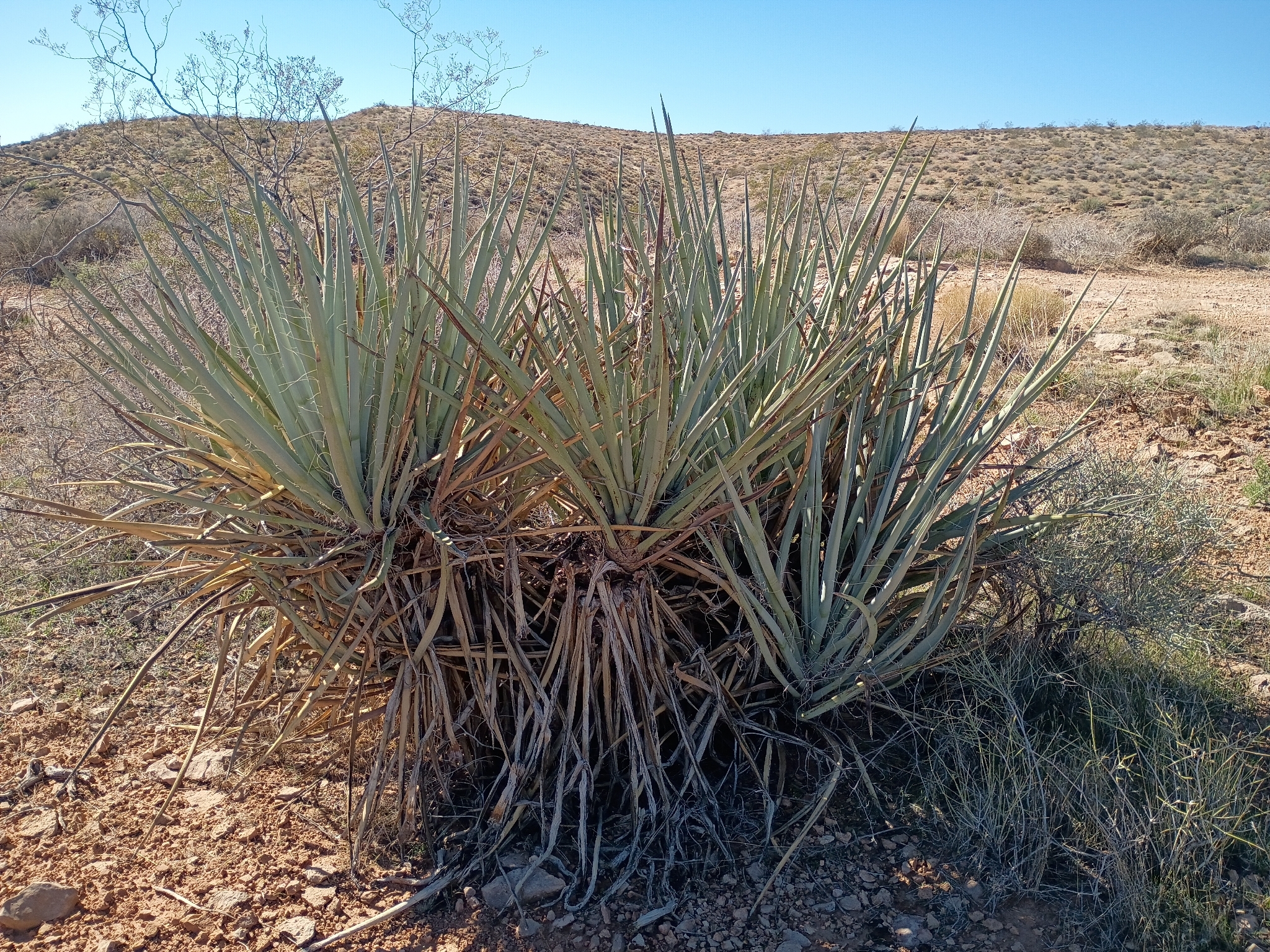Yucca vespertina (McKelvey) S.L.Welsh