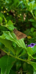 Cymaenes odilia