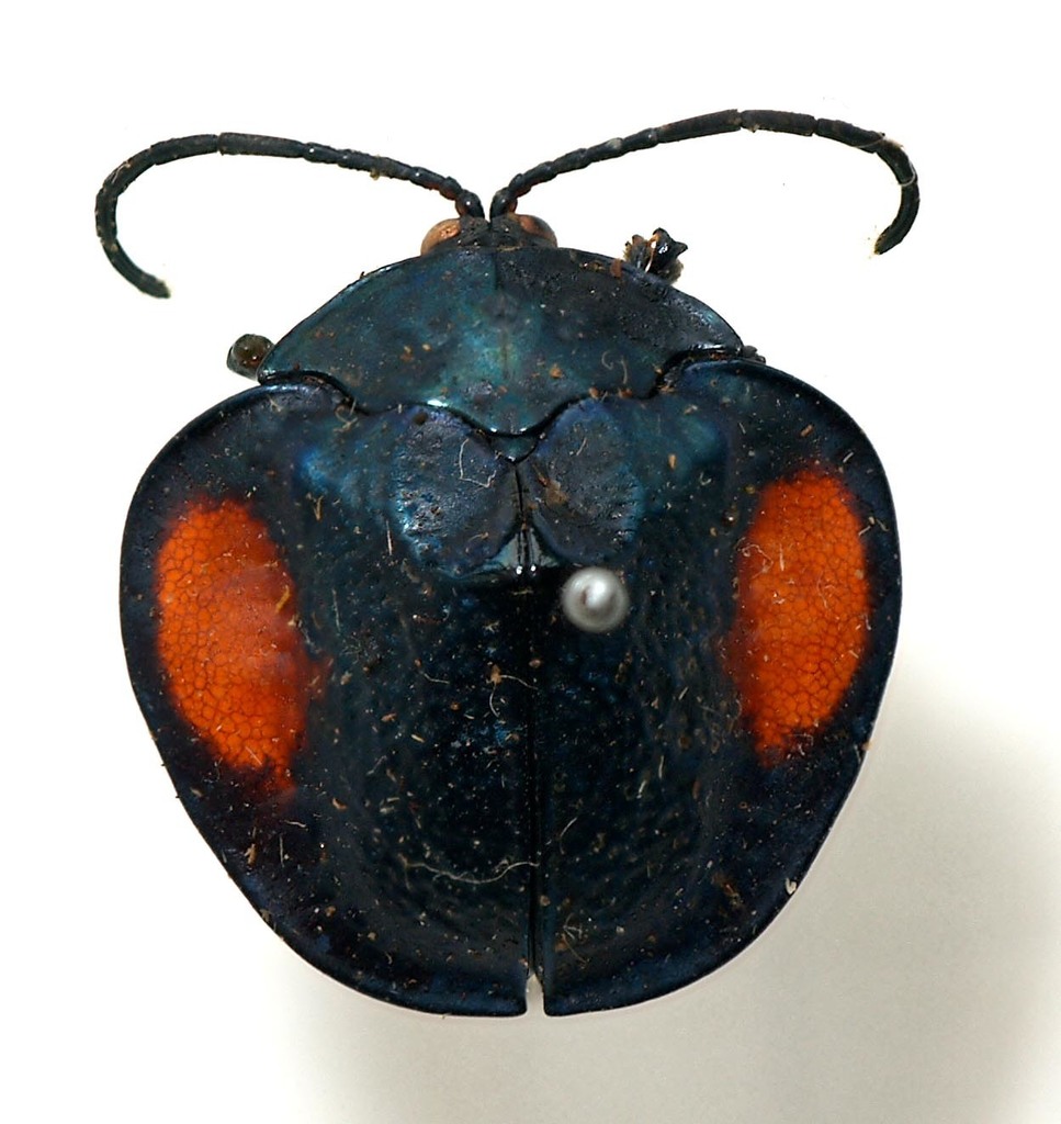 Discomorpha distincta