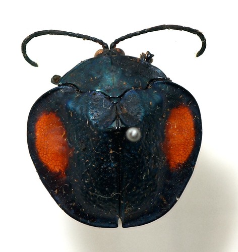 Discomorpha
