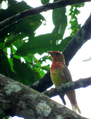 Piranga rubra