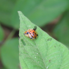 Aspidimorpha punctum