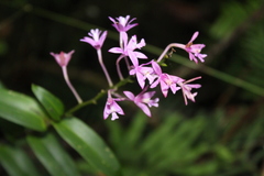 Epidendrum centropetalum