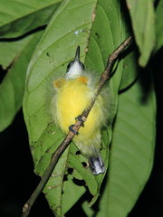 Arachnothera longirostra