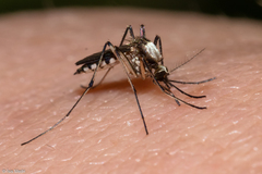 Aedes scapularis
