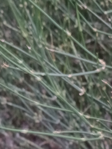 Ephedra triandra