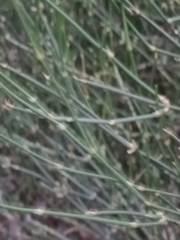 Ephedra triandra