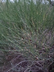 Ephedra triandra, photograph (c) Benjamin Bender, some rights reserved (CC BY)