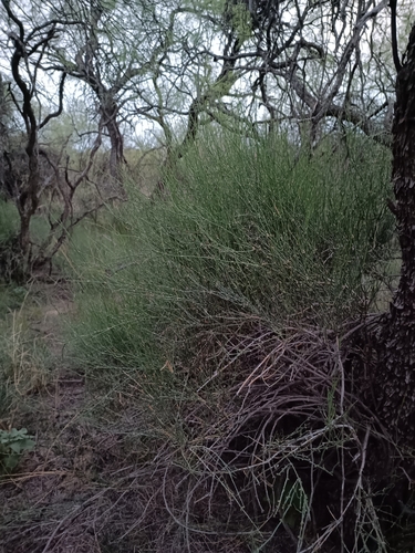 Ephedra triandra, photograph 3