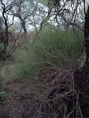Ephedra triandra, photograph (c) Benjamin Bender, some rights reserved (CC BY)