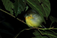 Arachnothera longirostra