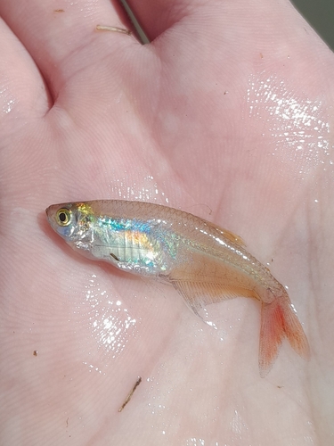 Prionobrama paraguayensis