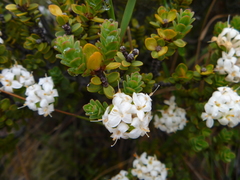 Pimelea traversii traversii