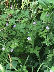 Nemophila phacelioides