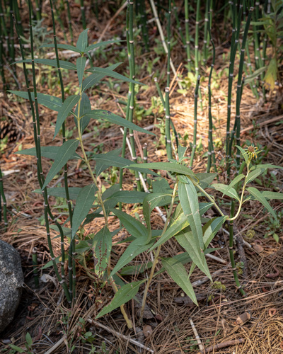 Helianthus californicus, photograph 4
