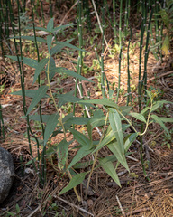 (c) Tim Messick, some rights reserved (CC BY) Helianthus californicus, photograph (c) Tim Messick, some rights reserved (CC BY)