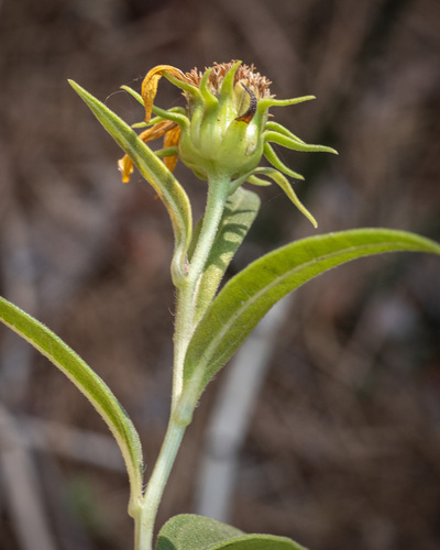 Helianthus californicus, photograph 5