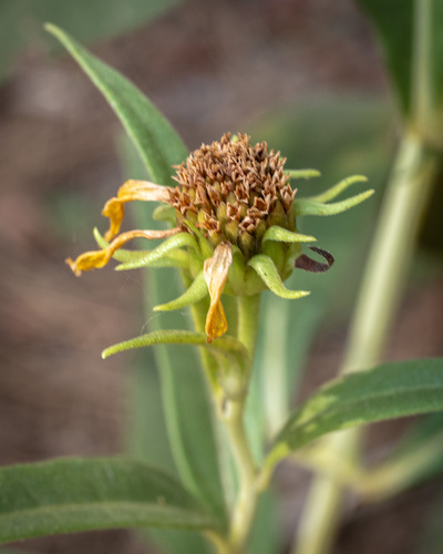 Helianthus californicus, photograph 6