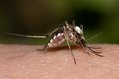 Aedes scapularis