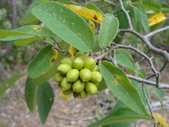 Annona leptopetala