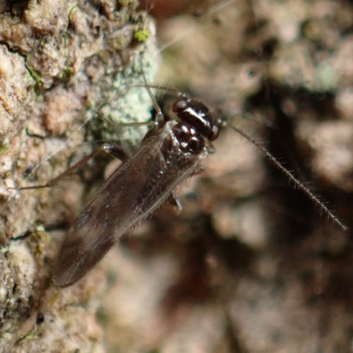 Trimerocaecilius becheti