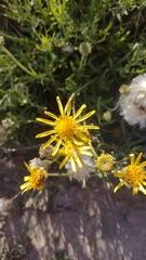 Senecio ceratophylloides, photograph author not stated, no rights reserved